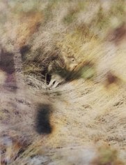 Deer #1 (Sunset Version), from the series Wildlife Analysis, 2010/2011,&nbsp;14 x 11&nbsp;or 40 x 30 inch chromogenic print