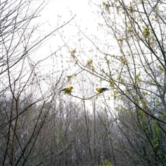 Paula McCartney, &quot;American Goldfinches,&quot; 2008, 20 x 28 inches, Edition of 7