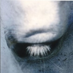 Untitled #13 from the Horse&#039;s Eyes Series, 1999