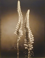 False Dragonhead (601), 1998, 20 x 24 inch Toned Silver Print, Signed and dated recto. signed, dated, titled editioned on verso, Edition of 25
