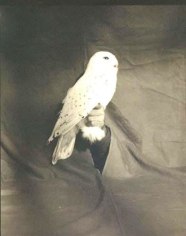 Victor Schrager, &quot;Snow Owl,&quot; 1996, Pigment print, 47 x 35 inches, Edition of 11