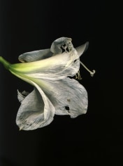 Flowers #3, Untitled (Amarili Old), 2009,&nbsp;10&nbsp;x 7 inch chromogenic print