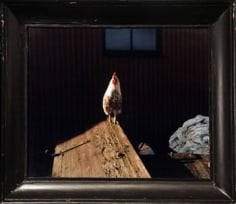 Rooster, 23.23 x 26.77 inch Chromogenic Print, edition of 20