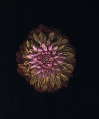 Flowers #1, Untitled (One), 2011, 9&nbsp;x 7 inch chromogenic&nbsp;print