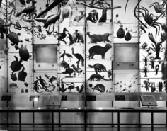 Matthew Pillsbury, Spectrum of Life, Museum of Natural History, NYC, 2004, 30 x 40&rdquo; Pigmented Ink Print, Signed, titled and dated on verso