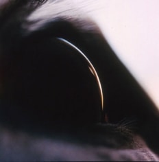 Untitled #11 from the Horse&#039;s Eyes series, 1999 