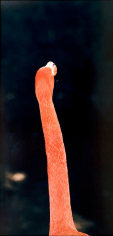 Esko M&auml;nnikk&ouml;, &quot;Untitled (Flamingo I),&quot; from the series &quot;Harmony Sisters,&quot; Chromogenic print, 42 1/2 x 22 7/8 inches, Edition of 20