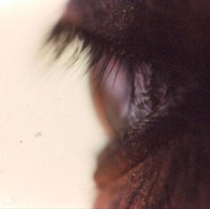 Untitled #26 from the Horse&#039;s Eyes Series, 1999