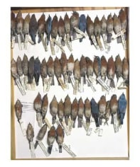 Drawer of bluebirds, various dates and locations, from the series Specimens, 2001, 24 x 20&nbsp;or 34 x 26 inch Iris print&nbsp;