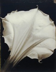 Datura (540), 1998, 20 x 24 inch Toned Silver Print, Signed and dated recto. signed, dated, titled editioned on verso, Edition of 25