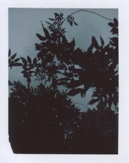 &quot;wysteria,&quot; from the series &quot;The Sun Room: Interchanges, B-sides &amp;amp; Remixes,&quot; 2008- ongoing, Polaroid, 4.25 x 3.5 inches, unique print