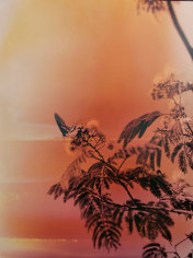 &quot;Butterfly #5,&quot; from the series &quot;Wildlife Analysis,&quot; 2011, chromogenic print, 40 x 30 inches, edition of 2