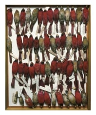 Terry Evans, Field Museum, Drawer of Cardinals, 2001, 24 x 20 inch Iris Print, Signed, titled, dated and editioned on verso, Edition of 15