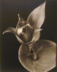 Hosta (#3), 1998, 20 x 24 inch Toned Silver Print, Signed and dated recto. signed, dated, titled editioned on verso, Edition of 25