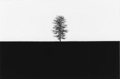 George Tice Tree #15, Lancaster, Pennsylvania, 1965