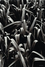 Les Poireaux de Villandry (Villandry leeks)