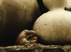 Poivrons et courges, jardin de Villandry (Peppers and squash in the Villandry garden), 2001