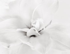 Coeur d&#039;amaryllis (Amaryllis heart),&nbsp;2003