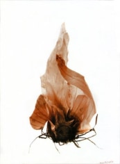 La peau et les racines de l&#039;oignon (Onion skin and roots),&nbsp;2002