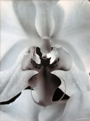 Coeur d’orchidée (Orchid heart), 1994