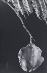 Anatole Saderman Jacaranda Mimosifolia, Jacaranda Fruit Closed Capsule, 1934