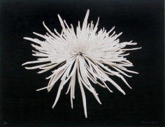Chrysanth&egrave;me, 1983 Silver print and sulfuration