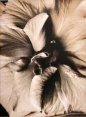 Cœur d’hibiscus (Hibiscus heart), 1994