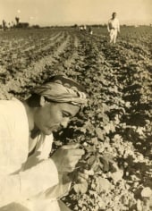 &quot;Inspecting the Condition of Cotton Fields,&quot; 1937