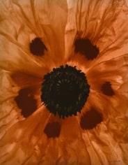 poppy