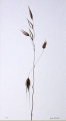 Folle avoine (Wild oats), 1988