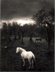 Pentti Sammallahti (b. 1950)
