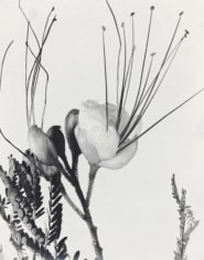 Anatole Saderman Caesalpina Gillesi, Yellow Bird of Paradise, 1934