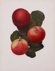 Untitled 2 (3 Apples)