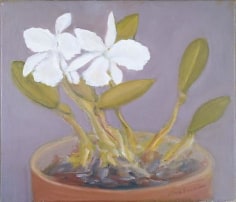 White Orchids 2005
