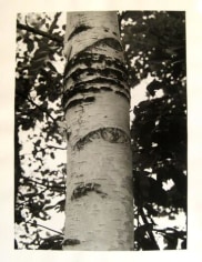 Birch I 1992