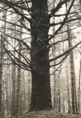 Pine 1993 gelatin-silver print