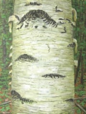 Ant 1996 oil on canvas