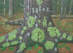 Lichen Tree 1996