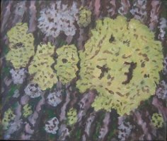 Lichen and Bark