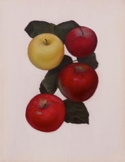 Untitled (4 Apples)