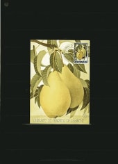 1966. Achterdijk. Pears of Achterdijk (Fondante de Charneu of Legipont).