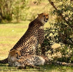 Wildscapes-Mara Cheetah Project-Amani