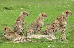 Wildscapes-Mara Cheetah Project-Malaika and Cubs