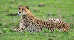 Wildscapes-Mara Cheetah Project-Narasha