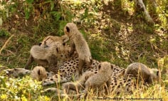 Wildscapes-Mara Cheetah Project-Kakenya