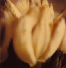 Twombly, Tulip 1