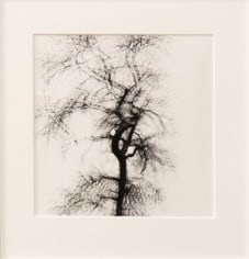 Callahan, Multiple Exposure Tree, 1956