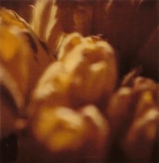 Twombly, Tulip 8