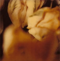 Twombly, Tulip 6