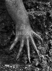, Sebastião Salgado, Marine Iguana, Galápagos, Ecuador, 2004, gelatin silver print, 68 x 50 inches/172.7 x 127 cm; © Sebastião Salgado/Amazonas Images